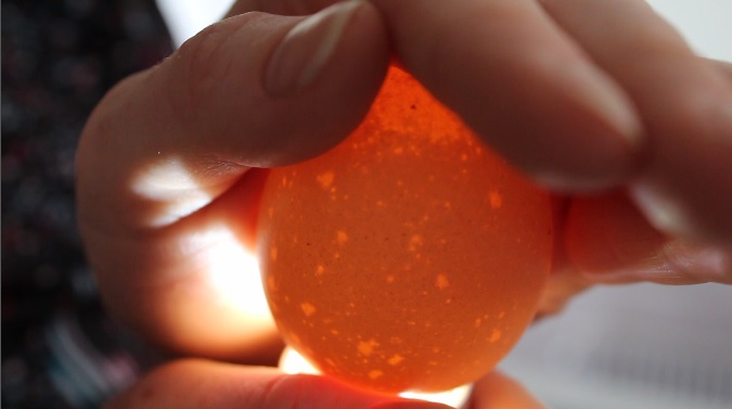 Test doorschijnend ei met zaklamp